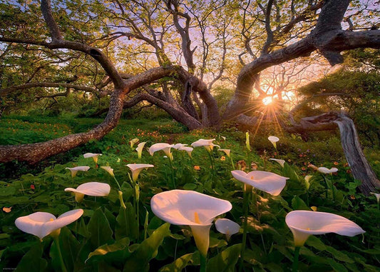 Magic Forests - Calla Clearing by Marc Adamus, 1000 Piece Puzzle