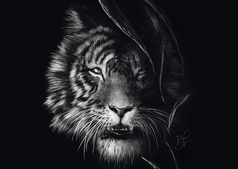 Wilderness – Tiger: the epitome of Freedom by Ashley Rader, 1000 Piece Puzzle