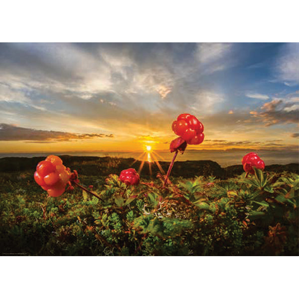 Cloudberries from Alexander von Humboldt, 1000 Piece Puzzle