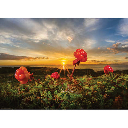 Cloudberries from Alexander von Humboldt, 1000 Piece Puzzle