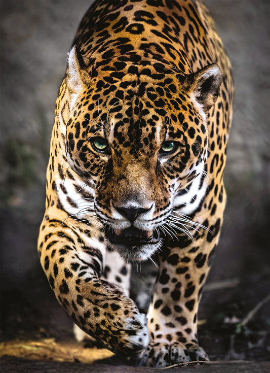 Wandeling van de Jaguar, Clementoni puzzel van 1000 stukjes