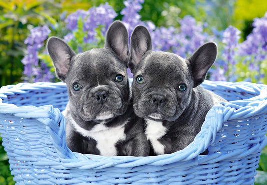 French Bulldog Puppies af Greg Cuddiford, 1000 brikker puslespil